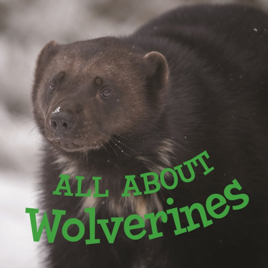 Book cover of: All about Wolverines. By: Jordan Hoffman