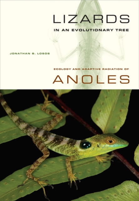 Book cover of: Lizards in an Evolutionary Tree