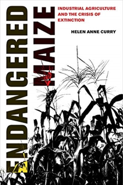 Book cover of: Endangered Maize. By: Helen Anne Curry