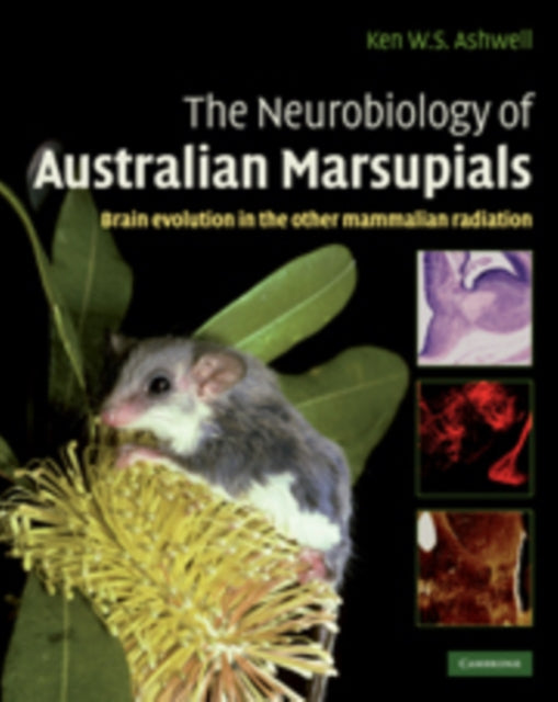 Book cover of: Neurobiology of Australian Marsupials. By: Ken W. S. Ashwell