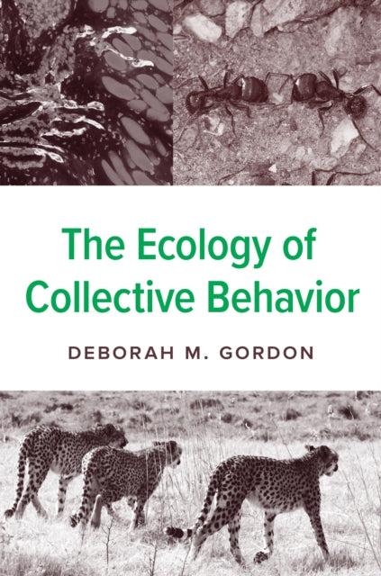 Book cover of: Ecology of Collective Behavior. By: Deborah M. Gordon