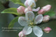 Book cover of: Cardbox of 20 Notecards and Envelopes: Apple Blossom. By: Peony Press