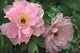 Book cover of: Memo Block - Peony