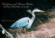 Book cover of: Wading & Shore Birds of the Atlantic Coast. By: Roger S. Everett