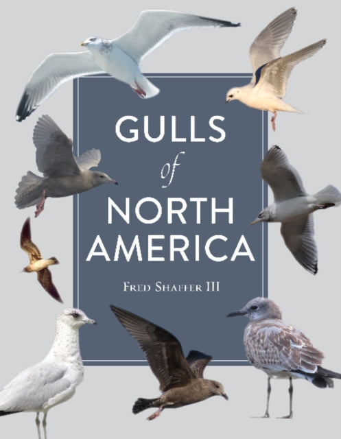 Book cover of: Gulls of North America. By: Fred Shaffer