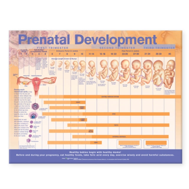 Book cover of: Prenatal Development Anatomical Chart