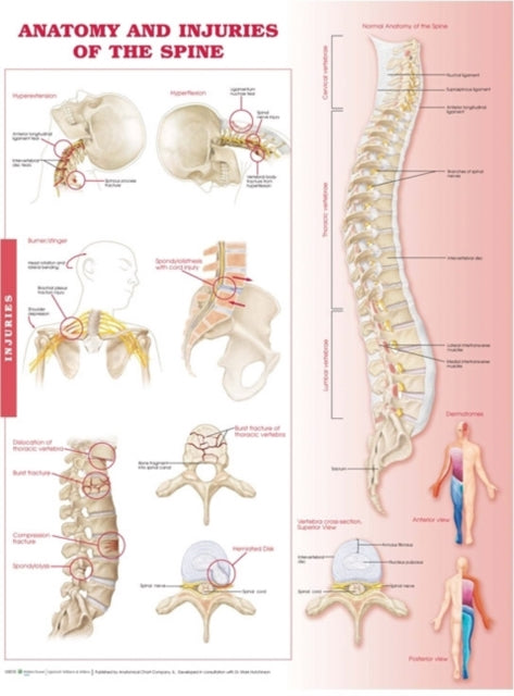 Book cover of: Anatomy and Injuries of the Spine