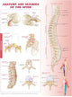 Book cover of: Anatomy and Injuries of the Spine Anatomical Chart