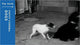 Book cover of: Petit Cinema Flip Books: Dogs