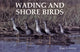 Book cover of: Wading and Shore Birds. By: Roger S. Everett