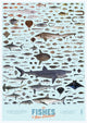 Book cover of: Fishes of New Zealand poster (individual poster)
