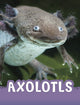 Book cover of: Axolotls. By: Jaclyn Jaycox