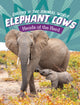 Book cover of: Elephant Cows. By: Maivboon Sang