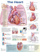 Book cover of: Heart Anatomical Chart. By: Anatomical Chart Company