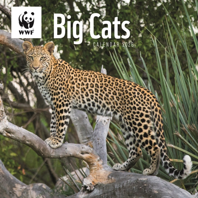 Book cover of: Wwf Big Cats Square Wall Calendar 2026