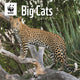Book cover of: Wwf Big Cats Square Wall Calendar 2026