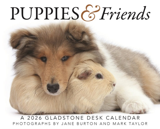 Book cover of: Puppies Friends Box Calendar 2026