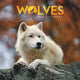 Book cover of: Wolves Square Mini Calendar 2026