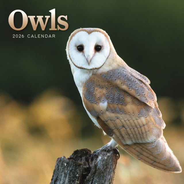 Book cover of: Owls Square Mini Calendar 2026