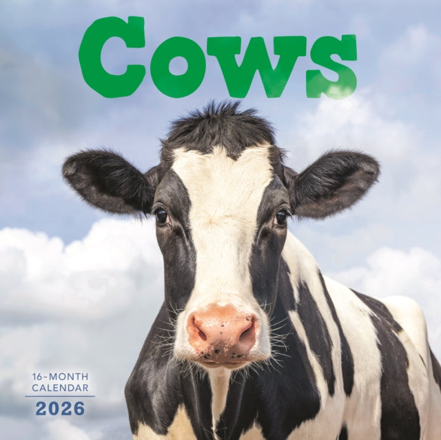 Book cover of: Cows Square Wall Sunday Start Calendar 2