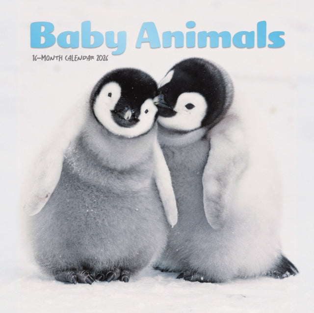 Book cover of: Baby Animals Square Mini Sunday Start Ca
