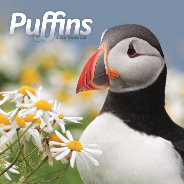 Book cover of: Puffins Square Wall Sunday Start Calenda