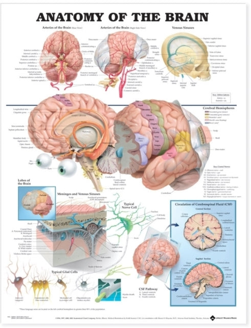 Book cover of: Anatomy of the Brain Anatomical Chart