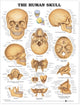 Book cover of: Human Skull Anatomical Chart