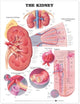 Book cover of: Kidney Anatomical Chart