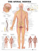 Book cover of: Spinal Nerves Anatomical Chart. By: Anatomical Chart Company