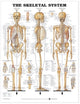 Book cover of: Skeletal System Anatomical Chart