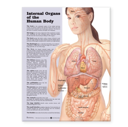 Book cover of: Internal Organs of the Human Body Anatomical Chart. By: Anatomical Chart