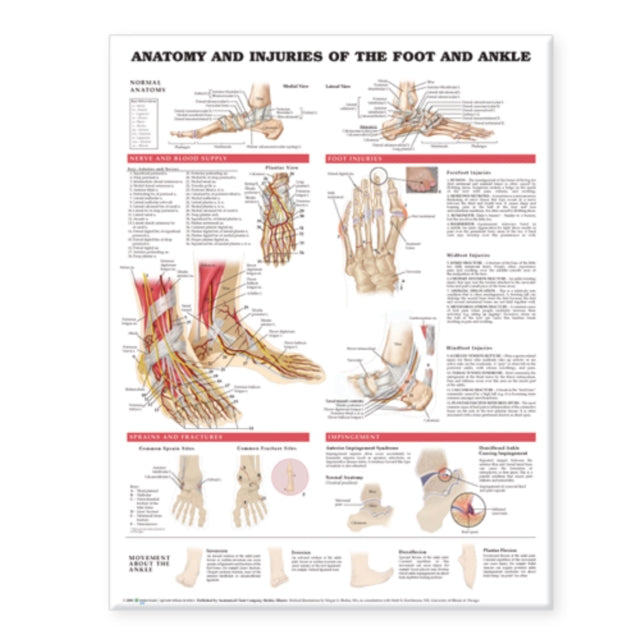 Book cover of: Anatomy and Injuries of the Foot and Ankle. By: Anatomical Chart Co