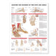 Book cover of: Anatomy and Injuries of the Foot and Ankle. By: Anatomical Chart Co