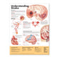 Book cover of: Understanding Stroke Anatomical Chart. By: Anatomical Chart Company