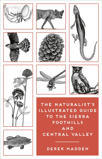 Book cover of: Naturalist's Illustrated Guide to the Sierra Foothills and Central Valley. By: Derek Madden