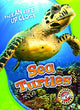Book cover of: Sea Turtles. By: Kari Schuetz
