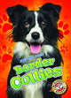 Book cover of: Border Collies. By: Rebecca Sabelko