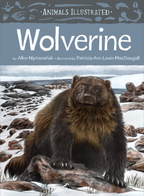 Book cover of: Animals Illustrated: Wolverine. By: Allen Niptanatiak