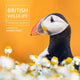 Book cover of: British Wildlife Photography Awards 13
