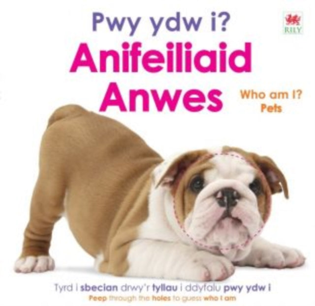 Book cover of: Pwy ydw i? Anifeiliaid Anwes / Who Am I? Pets