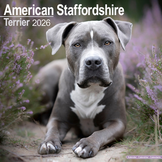 Book cover of: American Staffordshire Terrier Calendar 2026  Square Dog Breed Wall Calendar - 16 Month