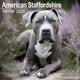 Book cover of: American Staffordshire Terrier Calendar 2026  Square Dog Breed Wall Calendar - 16 Month