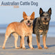 Book cover of: Australian Cattle Dog Calendar 2026  Square Dog Breed Wall Calendar - 16 Month