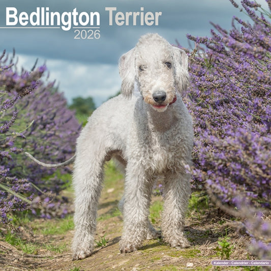 Book cover of: Bedlington Terrier Calendar 2026  Square Dog Breed Wall Calendar - 16 Month
