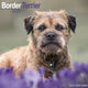 Book cover of: Border Terrier Calendar 2026  Square Dog Breed Wall Calendar - 16 Month