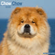 Book cover of: Chow Chow Calendar 2026  Square Dog Breed Wall Calendar - 16 Month
