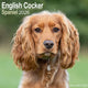 Book cover of: English Cocker Spaniel Calendar 2026  Square Dog Breed Wall Calendar - 16 Month