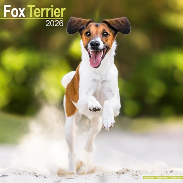 Book cover of: Fox Terrier Calendar 2026  Square Dog Breed Wall Calendar - 16 Month