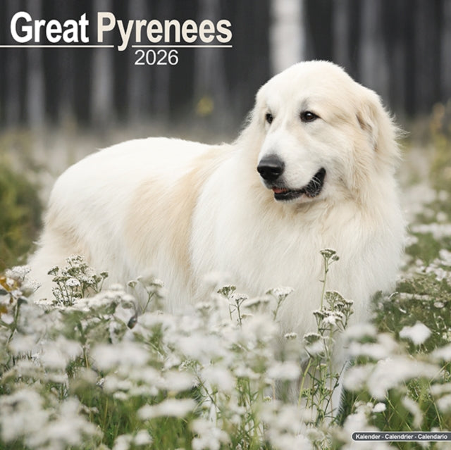 Book cover of: Great Pyrenees Calendar 2026  Square Dog Breed Wall Calendar - 16 Month